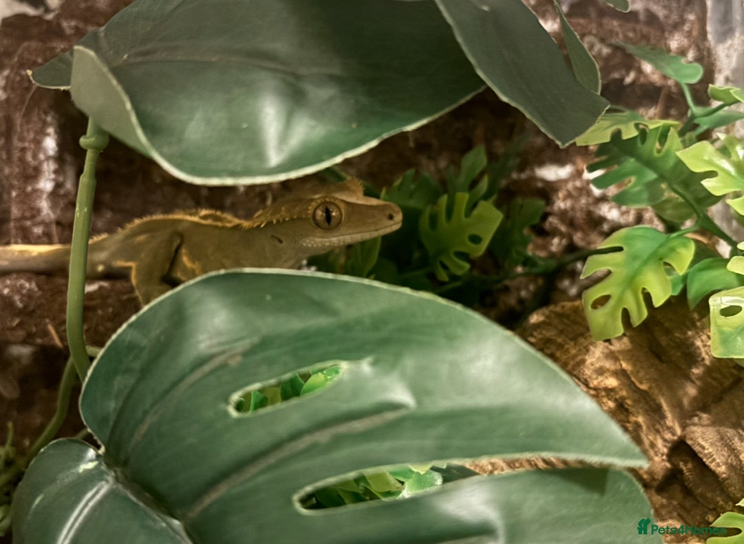 Gecko reptiles for sale: Male crested gecko for sale - Image 1