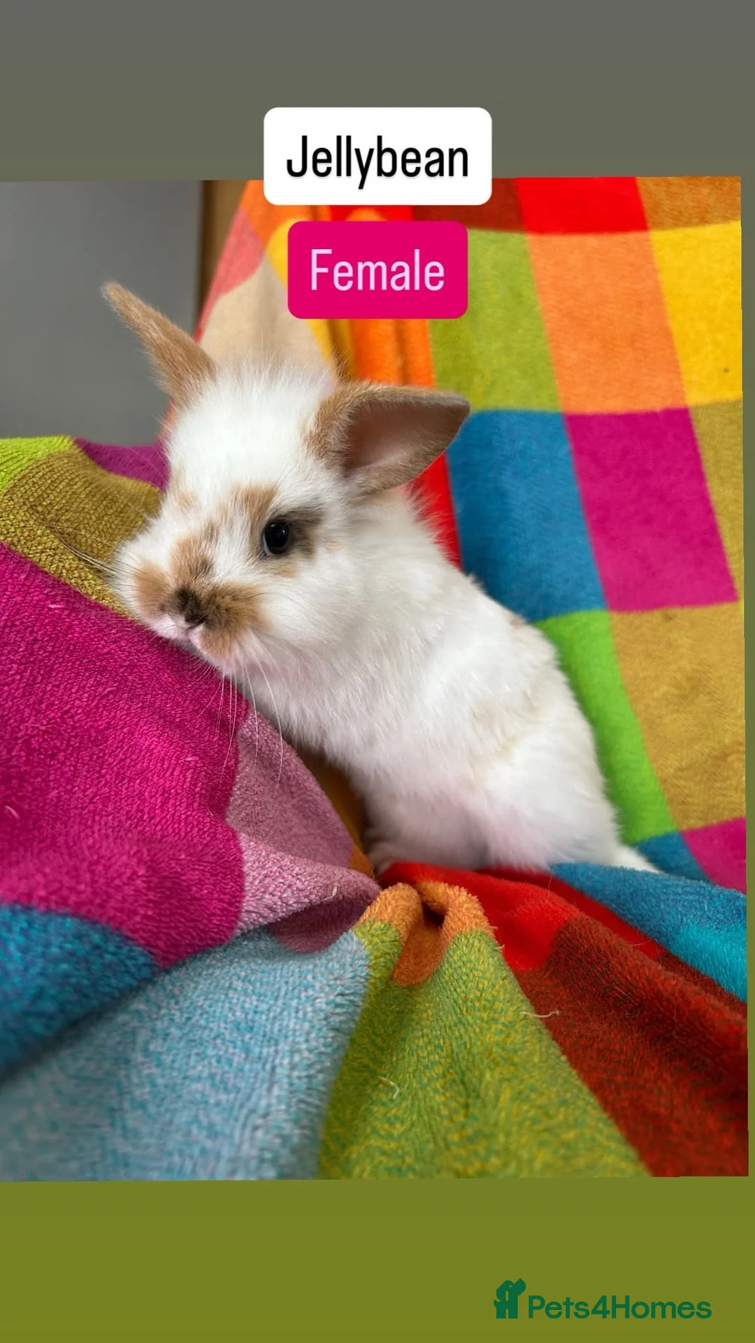 Mixed Breed rabbits for sale: Baby rabbits  - Advert 1