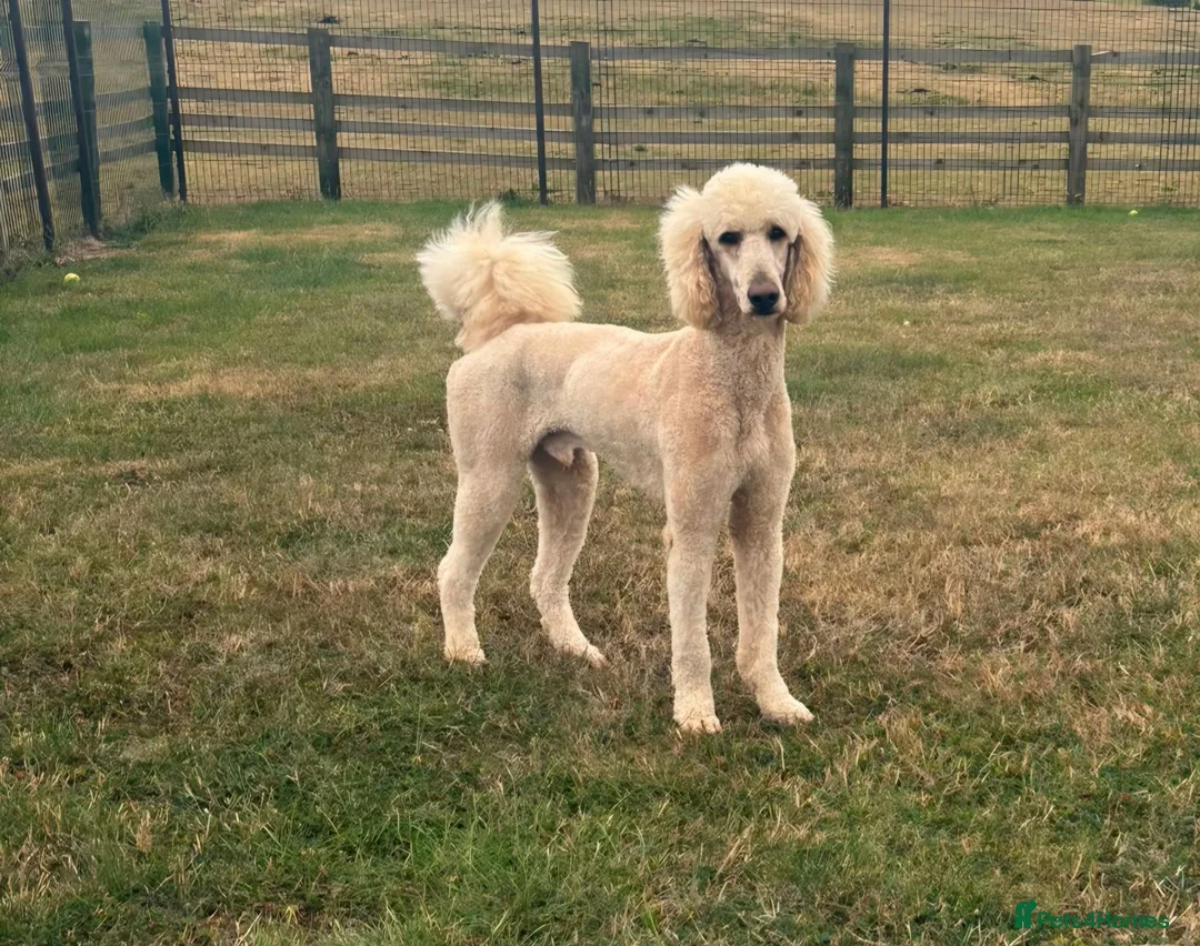 Standard Poodle dogs for sale: Kc reg standard poodle  - Advert 3