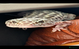 Leopard Gecko reptiles for sale: Snow Mack leopard gecko  - Image 4