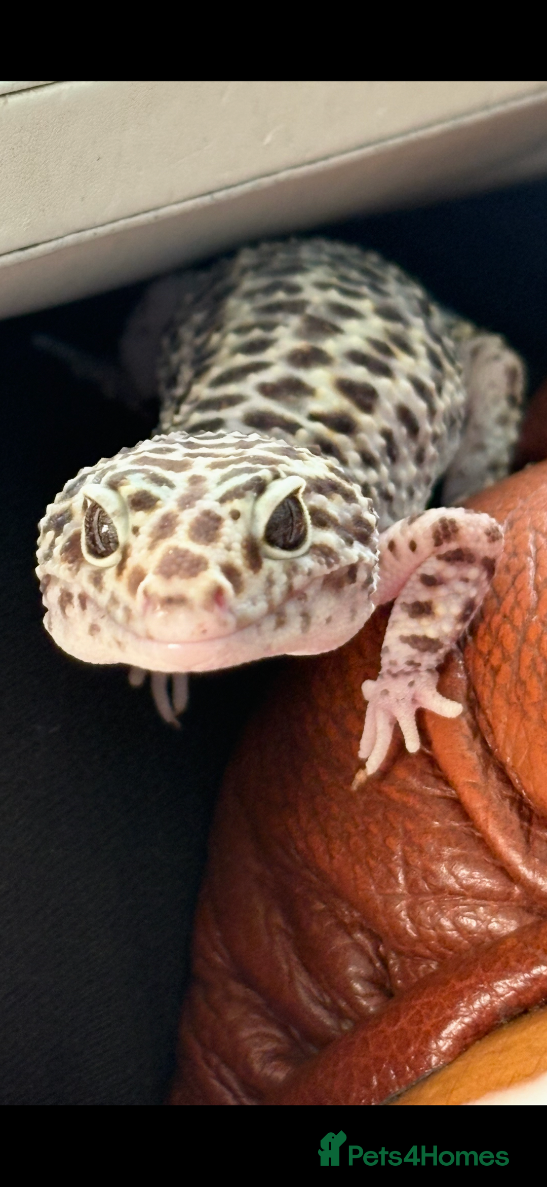 Leopard Gecko reptiles for sale: Snow Mack leopard gecko  - Image 4