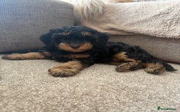 Cavapoo dogs for sale: REDUCED! 1 gorgeous little boy left and ready! in Grays - Image 1