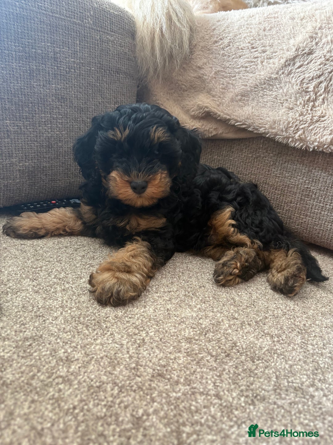Cavapoo dogs for sale: REDUCED! 1 gorgeous little boy left and ready! in Grays - Image 1