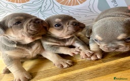 French Bulldog dogs for sale: ONE FEMALE LEFT -gorgeous grey French Bulldogs - Image 26