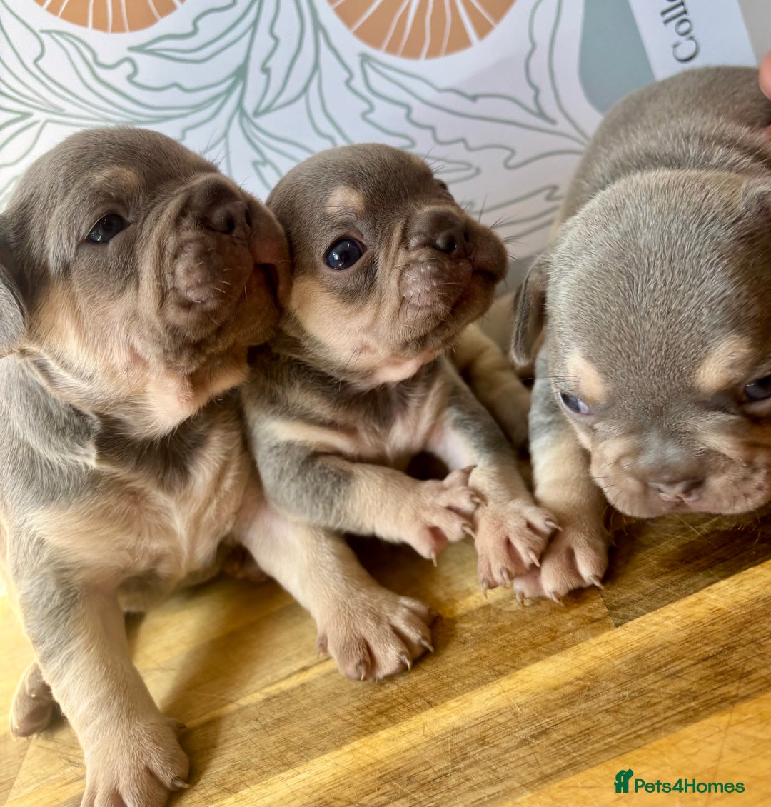 French Bulldog dogs for sale: ONE FEMALE LEFT -gorgeous grey French Bulldogs - Image 26