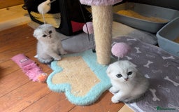 Scottish Fold cats for sale: 🥰 Scottish fold kitties for loving homes 💗 - Advert 1