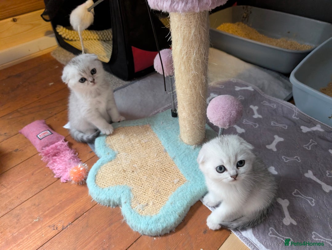 Scottish Fold cats for sale: 🥰 Scottish fold kitties for loving homes 💗 - Advert 1