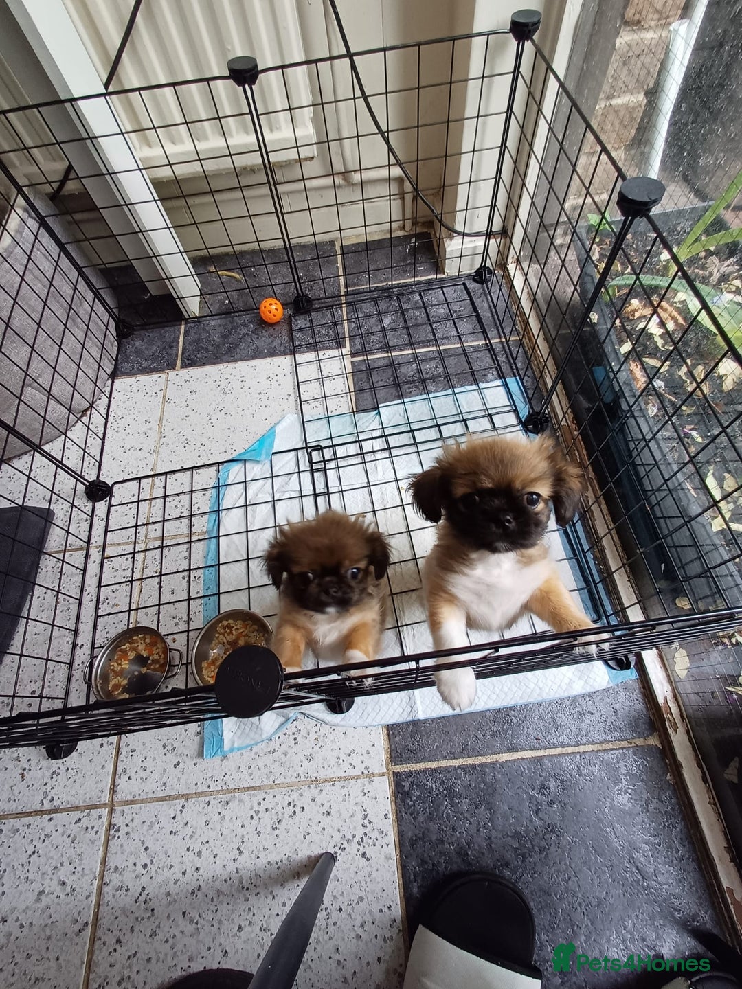 Pekingese dogs for sale: Pekingese, No name  - Image 3