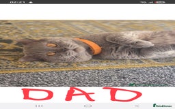 Scottish Fold cats for sale: 2 beautiful Scotish fold girls - Image 8