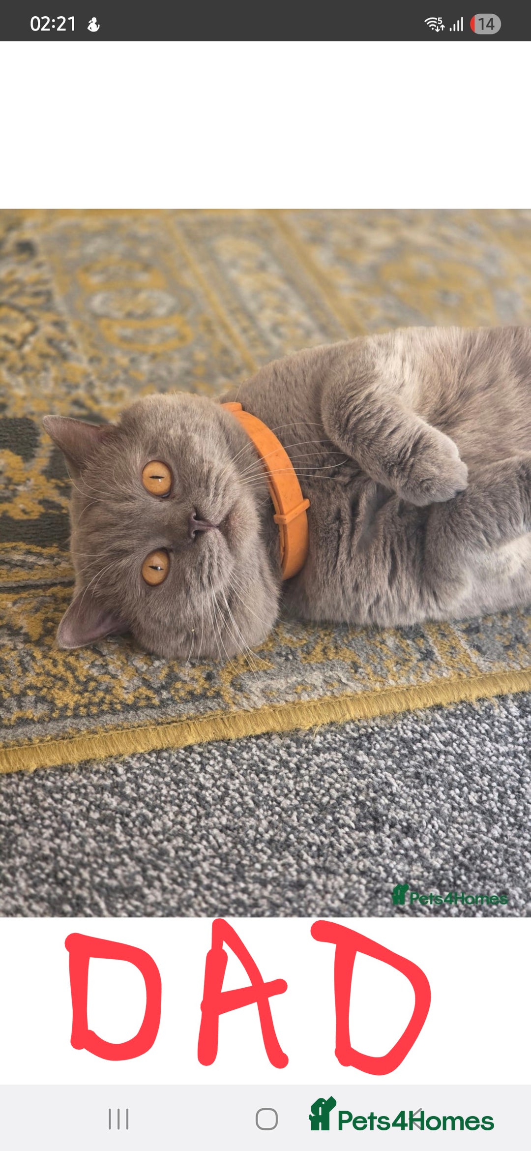 Scottish Fold cats for sale: 2 beautiful Scotish fold girls - Image 8