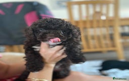 Miniature Poodle dogs for stud: Proven🏆, miniature poodle - Image 8