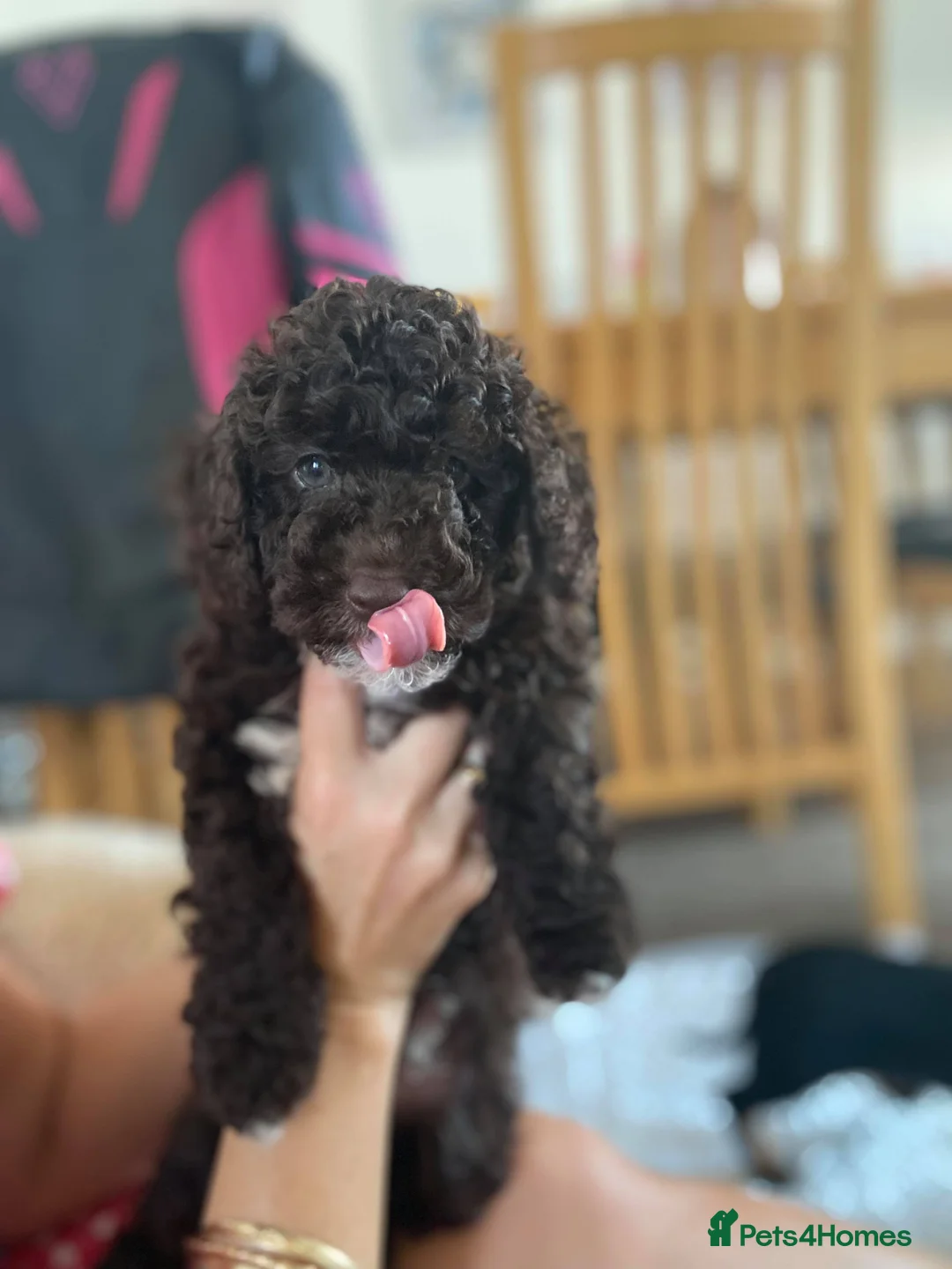 Miniature Poodle dogs for stud: Proven🏆, miniature poodle - Advert 9