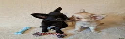 Chihuahua dogs for sale: REDUCED Chihuahua Puppies READY NOW - Advert 8