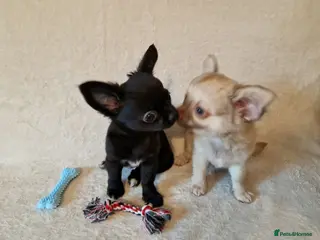 Chihuahua dogs ONLY 2 LEFT! Stunning Chihuahua Puppies READY NOW - Advert 2