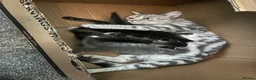 Mixed Breed cats for sale: Silver British short hair  - Advert 7
