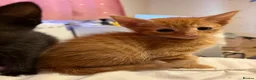 Mixed Breed cats for sale: Five beautiful kittys - Advert 3