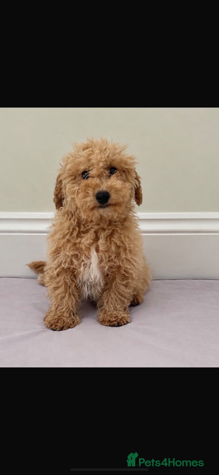 Cavapoo dogs F1 Cavapoo Puppies’s ready now!! - Advert 4