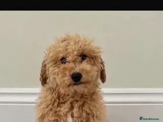 Cavapoo dogs F1 Cavapoo Puppies’s ready now!! - Advert 4