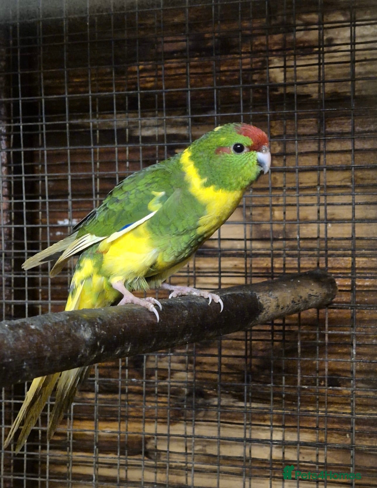 Parakeets birds Kakariki - Advert 4