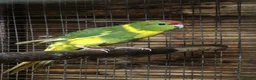 Parakeets birds for sale: Kakariki - Advert 1