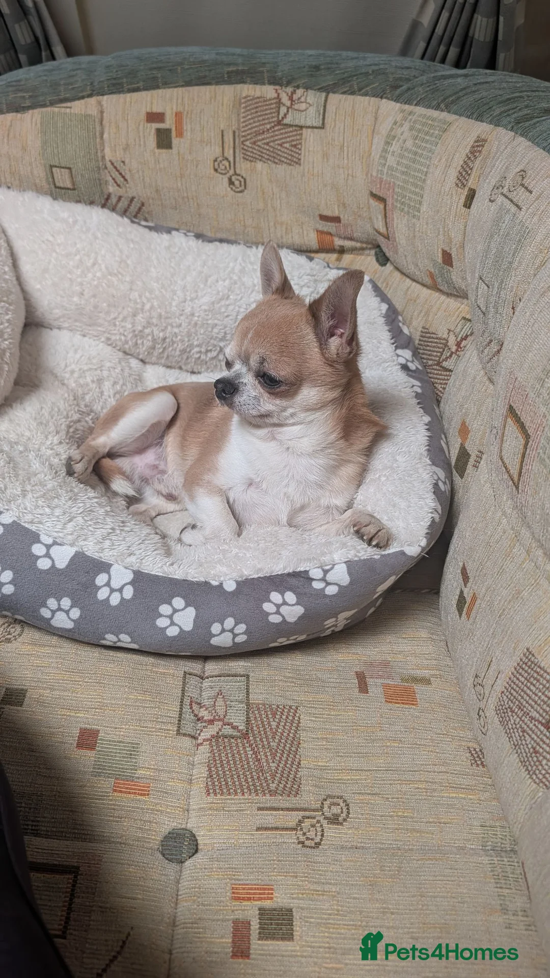 Chihuahua dogs for stud: Stud only-  in Halesworth - Advert 1