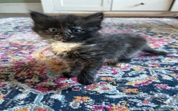 Domestic Shorthair cats for sale: Kitten available now - Image 5