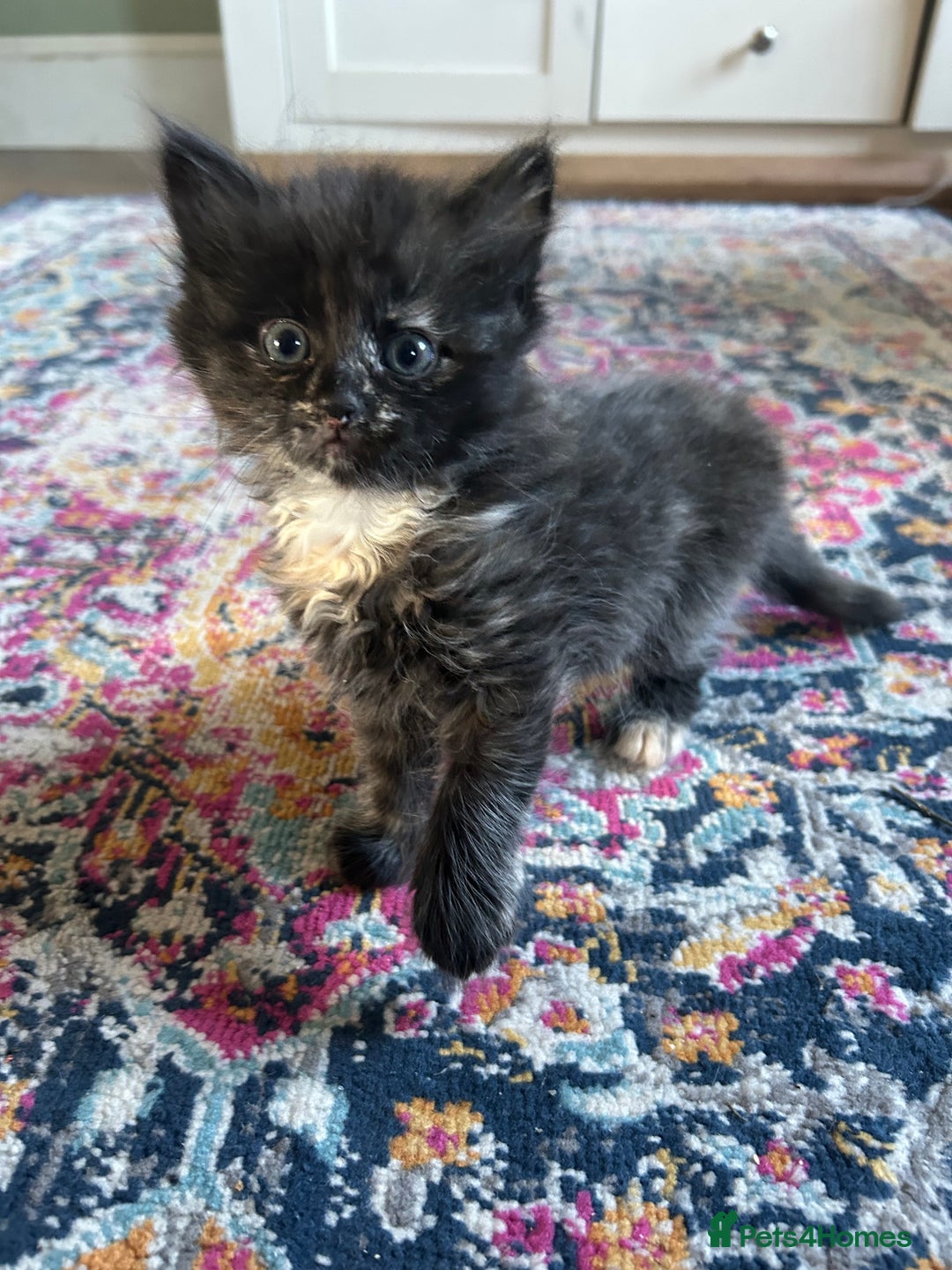 Domestic Shorthair cats for sale: Kitten available now - Image 5