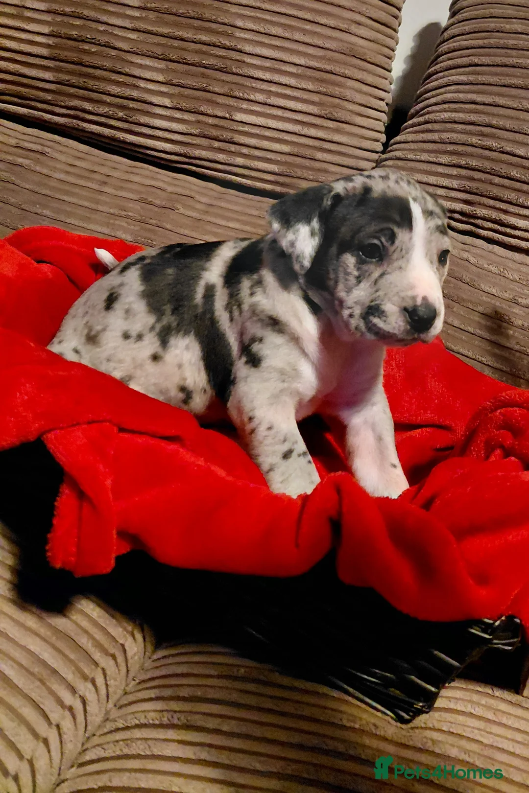 Presa Canario dogs for sale: Beautiful presa canario X alpha blue blood bulldog - Advert 7