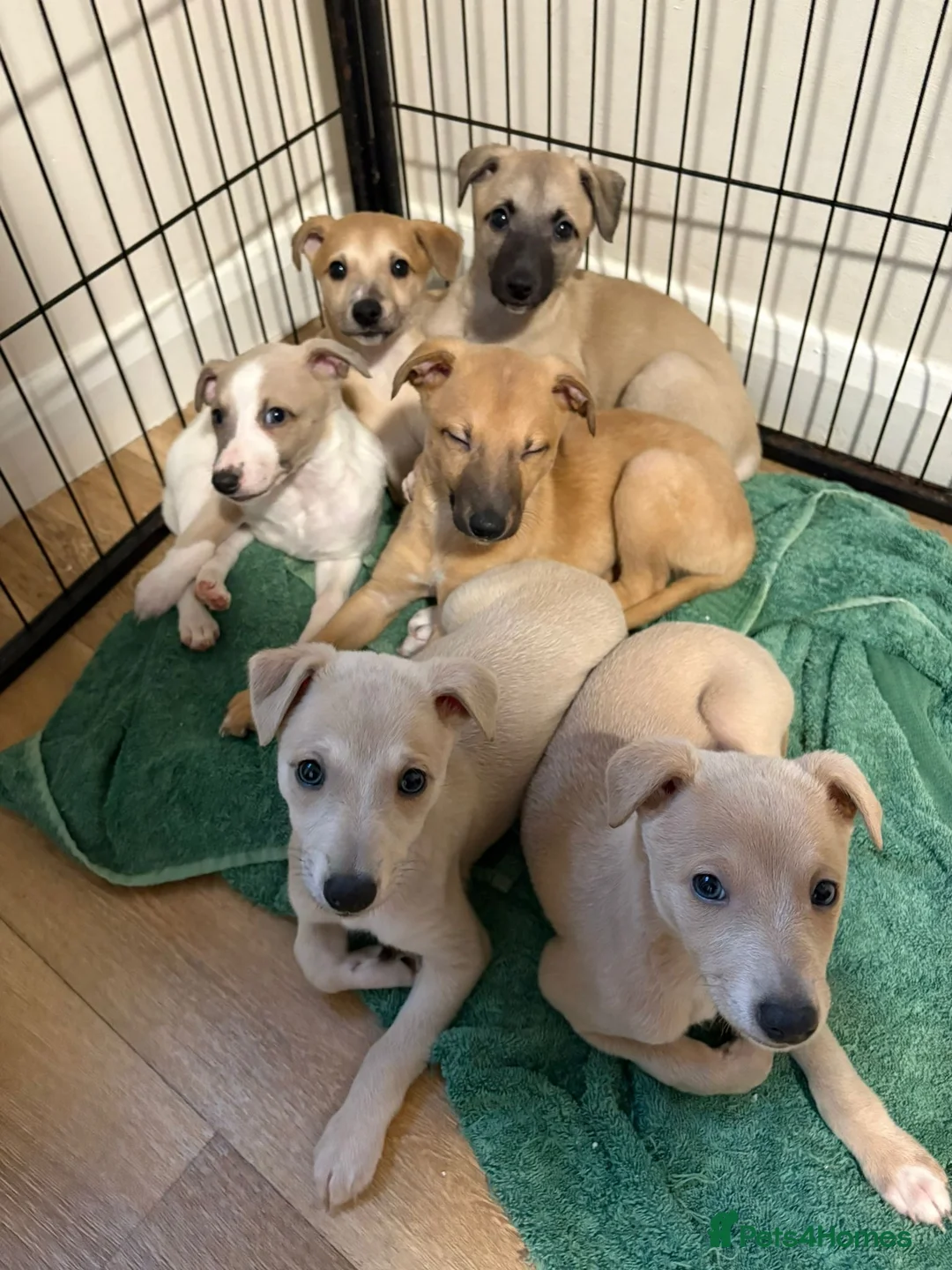 Whippet dogs for stud: Whippet Dog at Stud in Swadlincote - Advert 7