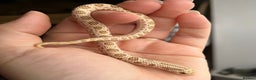 Snake reptiles for sale: Various Western Hognoses - Advert 12