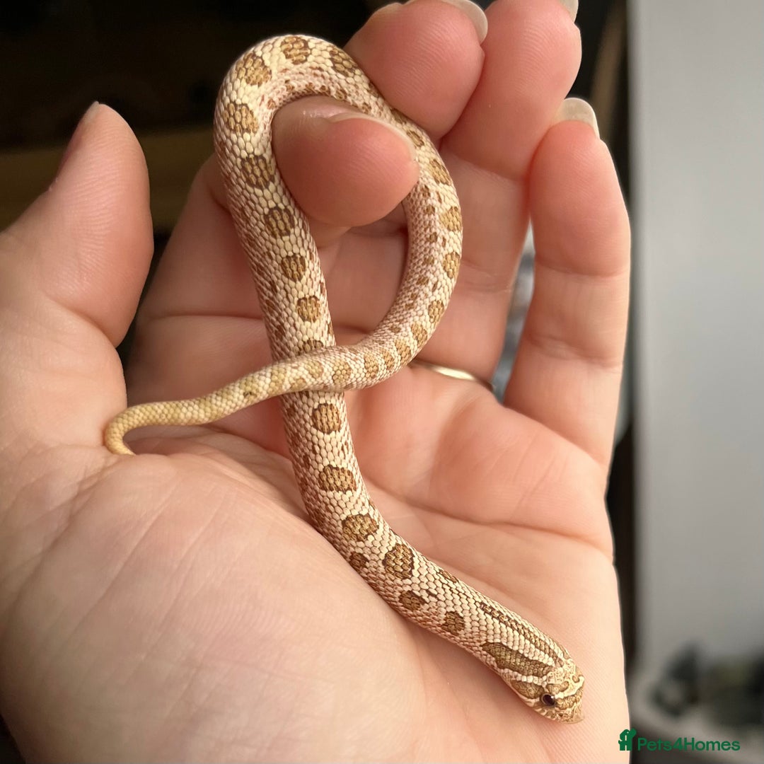 Snake reptiles for sale: Various Western Hognoses - Advert 12