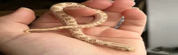 Snake reptiles for sale: Various Western Hognoses - Advert 13