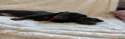 Miniature Dachshund dogs for sale: Beautiful litter of miniature dachshund pups - Advert 9