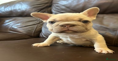 French Bulldog dogs - Advert 13