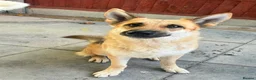 Saarloos Wolfdog dogs for sale: Stunning Low Content Wolfdog  - Advert 12