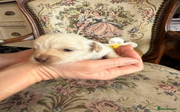 Shihpoo dogs for sale: ✨ Beautiful Shihpoo Puppies ✨  - Image 18
