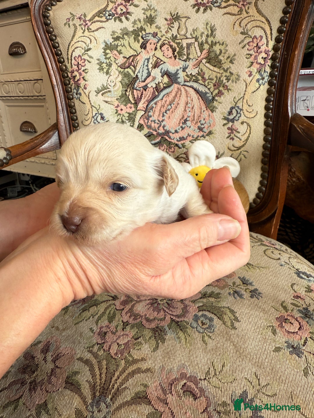Shihpoo dogs for sale: ✨ Beautiful Shihpoo Puppies ✨  - Image 18