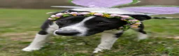 Mixed Breed dogs for adoption: ❤️🐶 RIABA – THE COMPANION EVERY FAMILY DREAMS OF in Burton-on-Trent - Advert 11