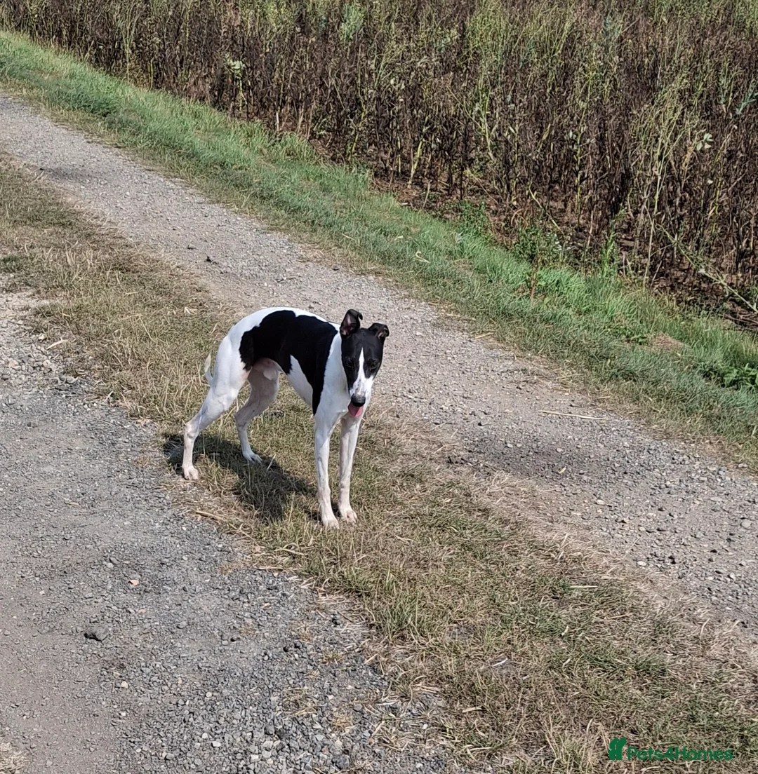 Whippet dogs for stud: Whippet Stud in Boston - Advert 4