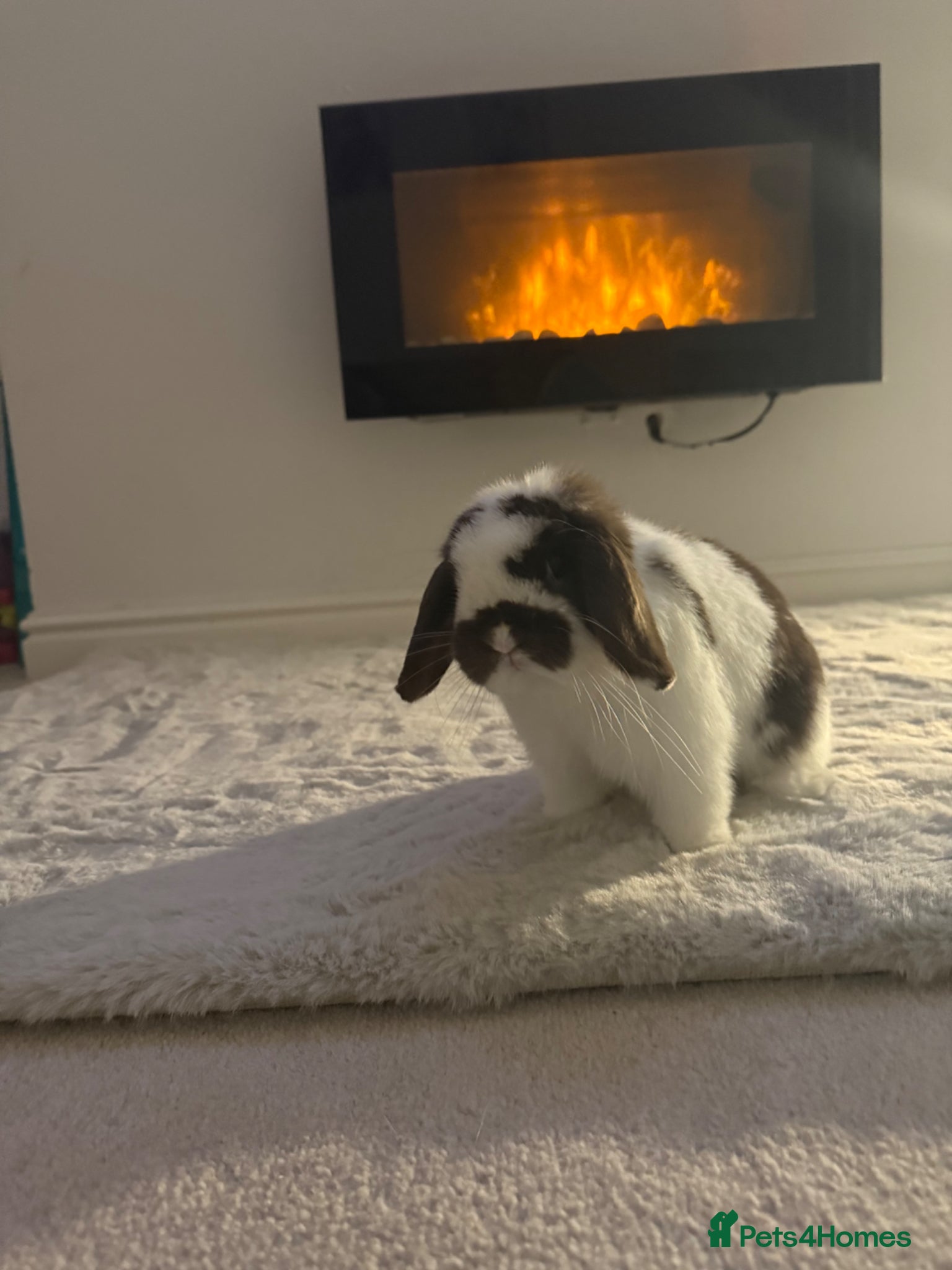 Dwarf Lop rabbits Dwarf lop rabbit super friendly  - Advert 1