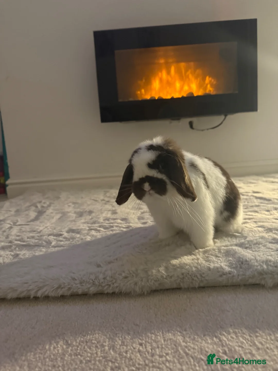 Dwarf Lop rabbits for sale: Dwarf lop rabbit super friendly  in Oldham - Advert 1