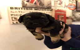 Mixed Breed dogs for sale:  Healthy Cavapoo x French Velvet Bulldog Puppies - Image 3