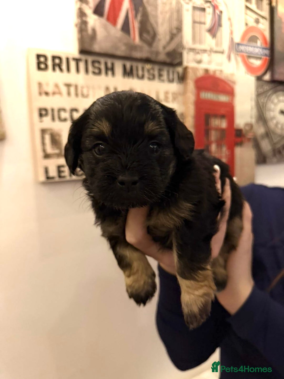 Mixed Breed dogs for sale:  Healthy Cavapoo x French Velvet Bulldog Puppies - Image 3
