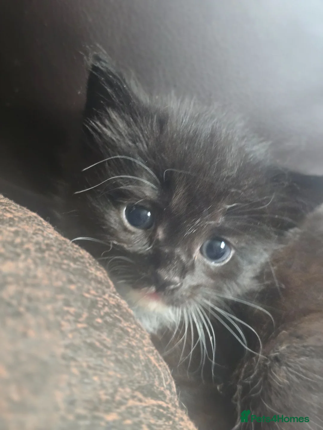 Mixed Breed cats for sale: Domestic short hair cross ragdoll kittens - Advert 6