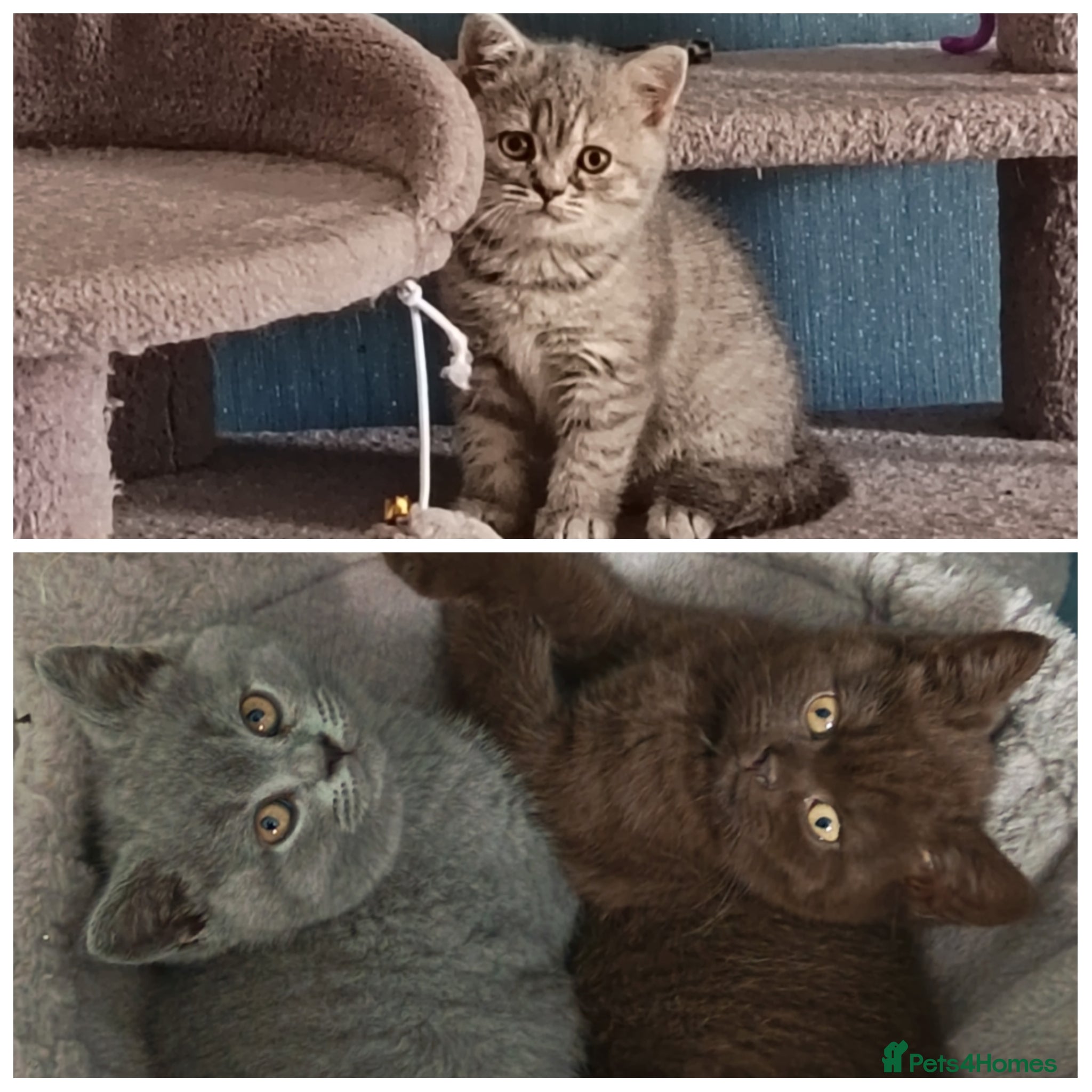 British Shorthair cats *Beautiful GCCF Reg'd Kittens*DNA Tested Parents* - Advert 7