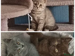 British Shorthair cats *Beautiful GCCF Reg'd Kittens*DNA Tested Parents* - Advert 1