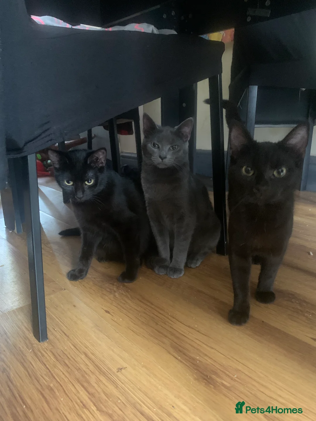 Mixed Breed cats for sale: Youngsters looking for home - Advert 12