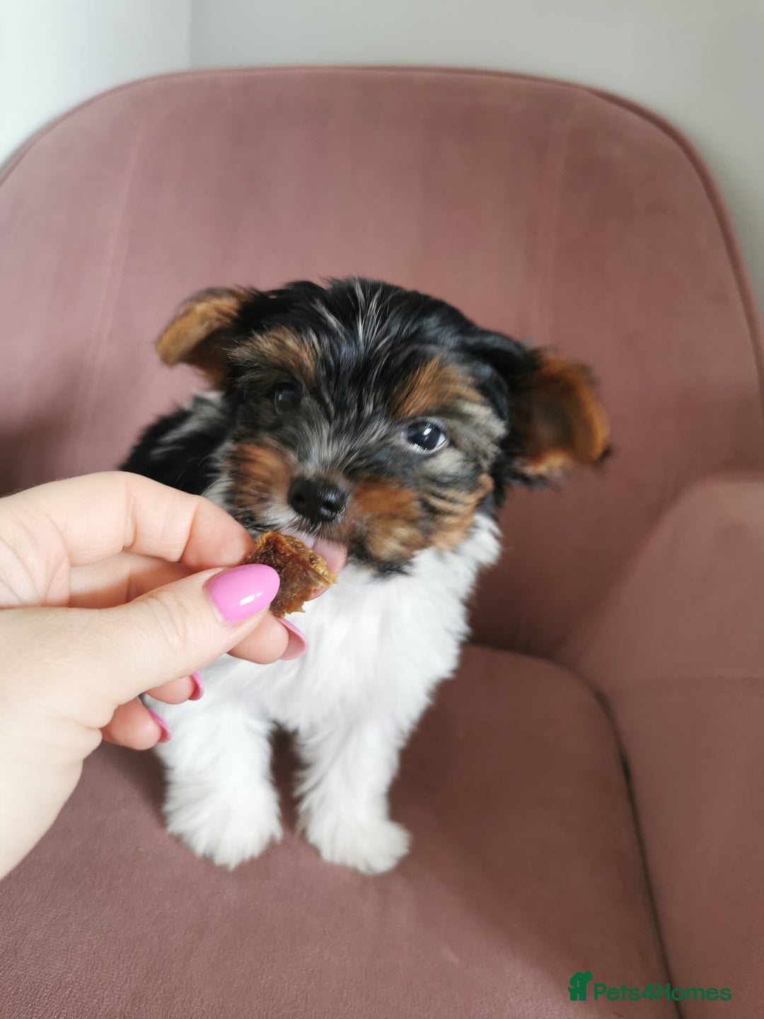 Yorkshire Terrier dogs for sale: Biewer Yorkshire Terrier🐶 Two Boys🧬PURE BLOOD in Hull - Image 24