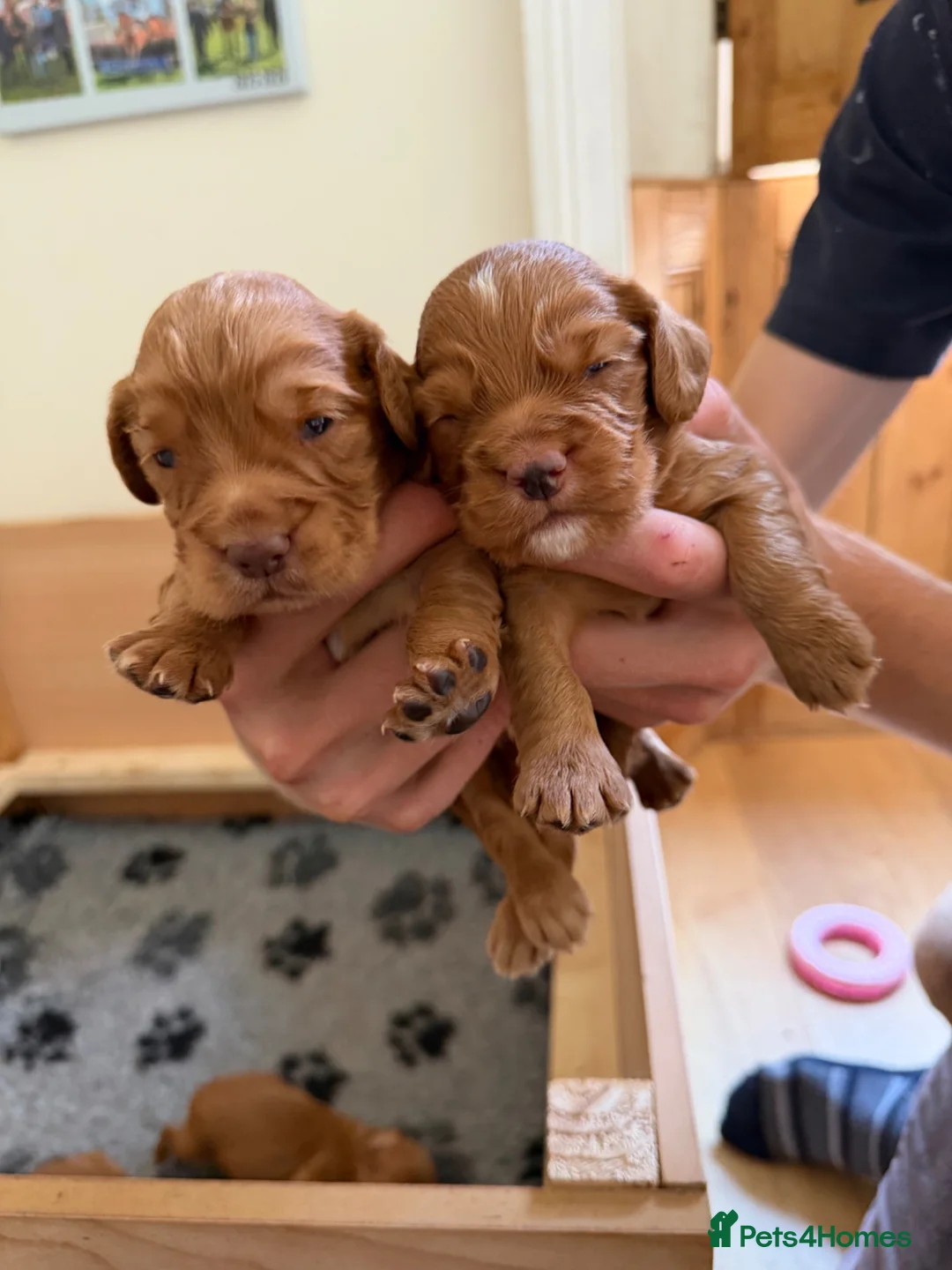 Cocker Spaniel dogs for sale: Red working cocker spaniel puppies in Northallerton - Advert 2