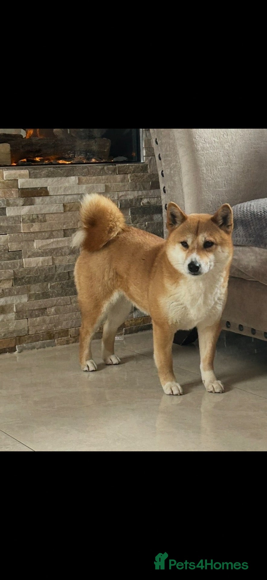 Japanese Shiba Inu dogs Two beautiful Shiba girls ❤️🐾 - Advert 2
